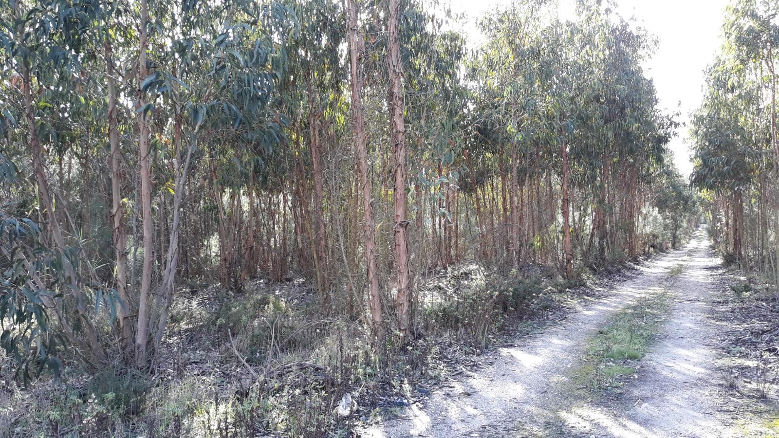 Terrenos · Leiria — imagen 5