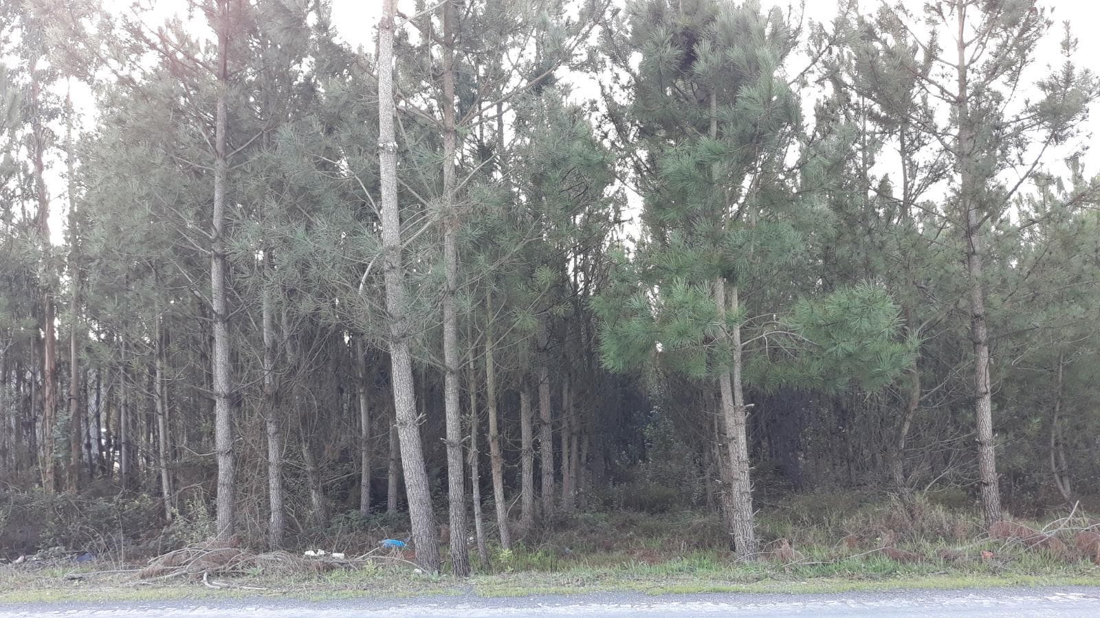 Terrenos · Leiria — imagen 8