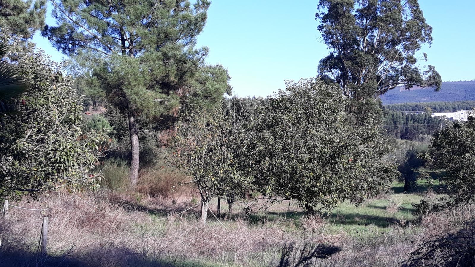Moradia V2 com Terreno · Ferreira do Zêzere, Santarém — imagen 4