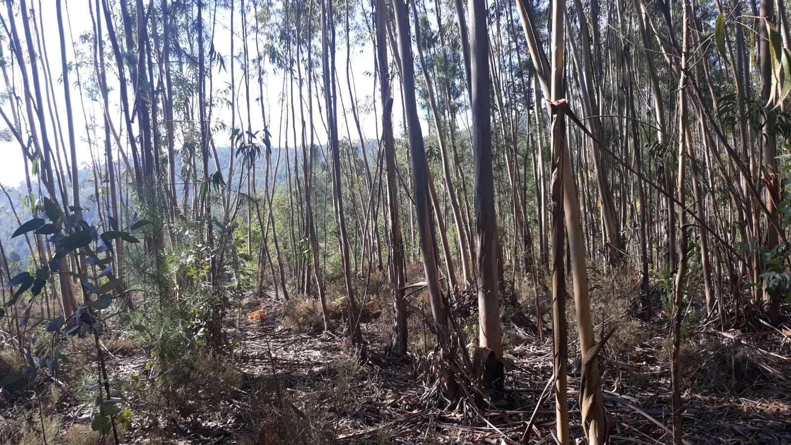 Terreno · Ferreira do Zêzere, Santarém — imagen 1