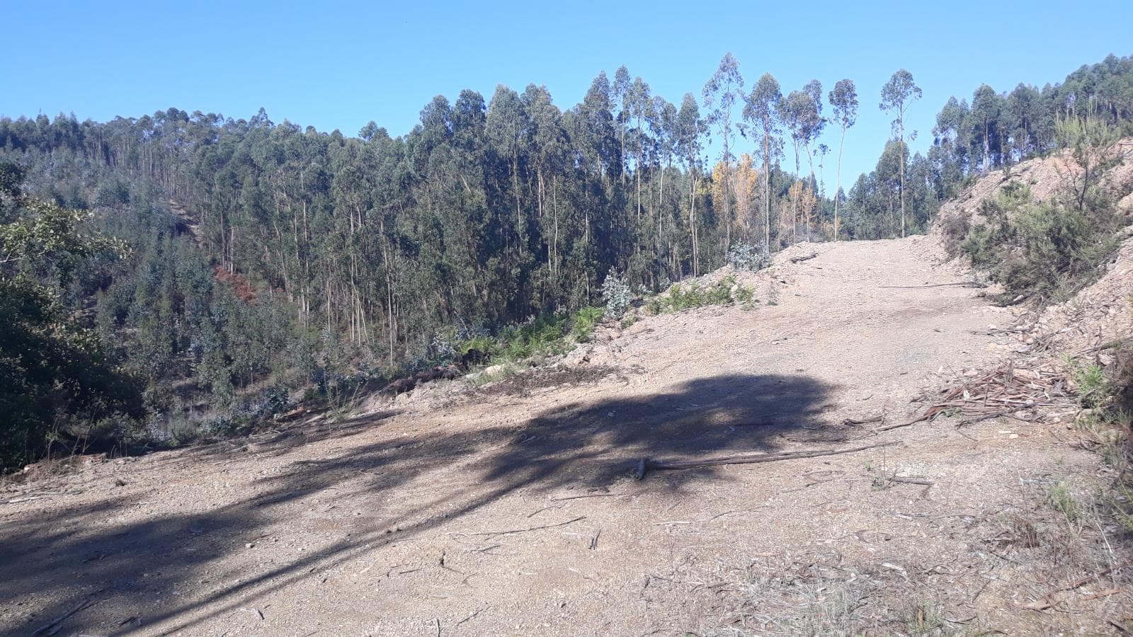 Terreno · Ferreira do Zêzere, Santarém — imagem 3