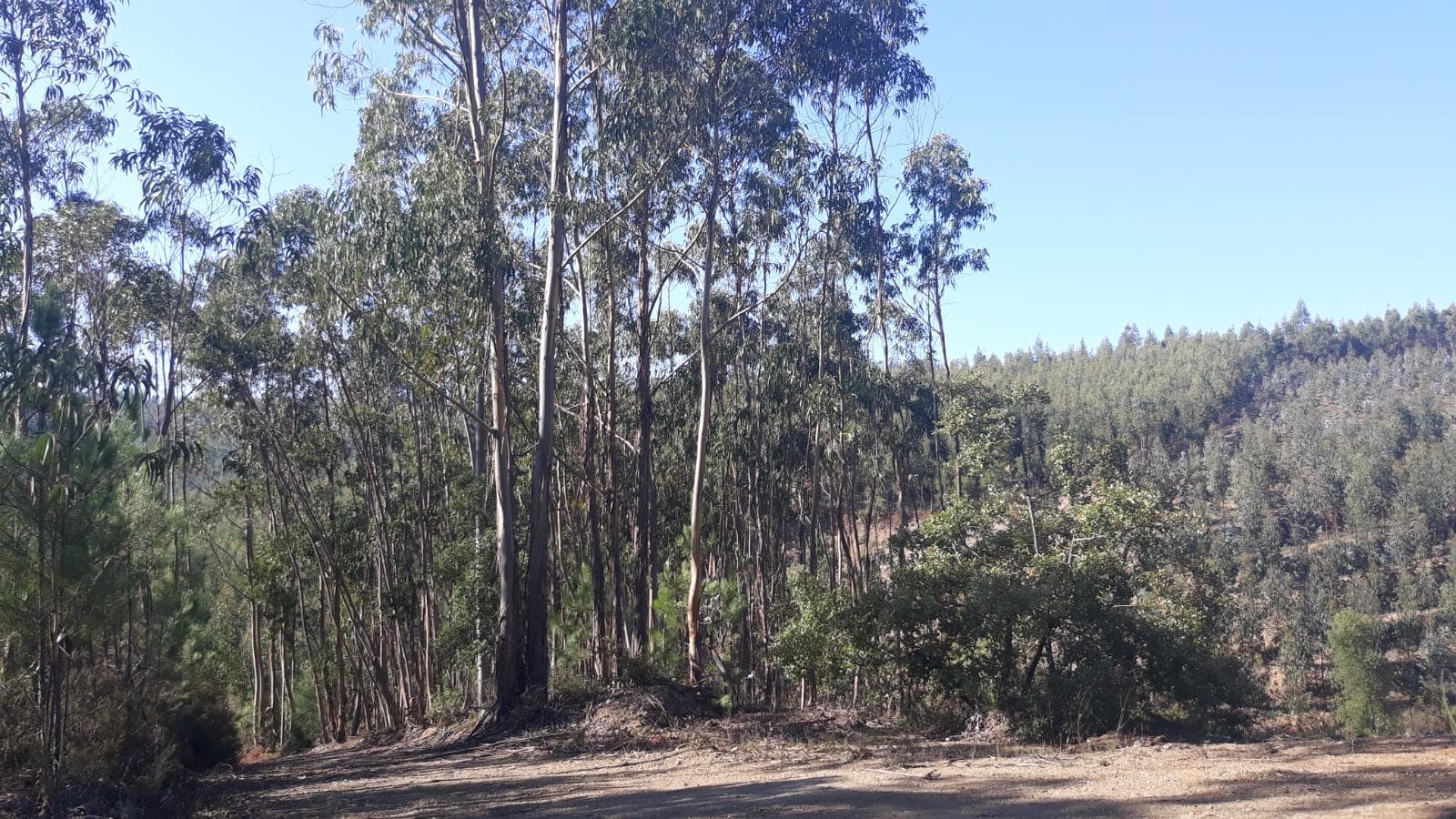 Terreno · Ferreira do Zêzere, Santarém — imagem 4