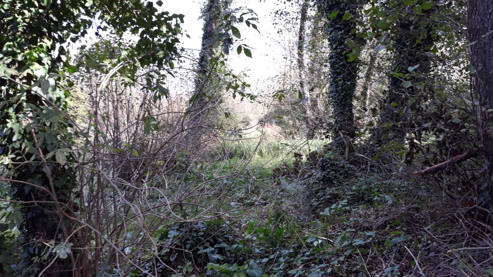 Terreno · Ourém — image 5