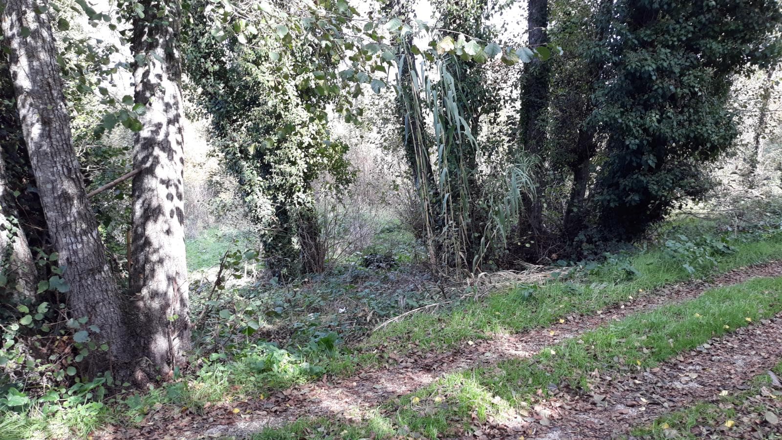 Terreno · Ourém — image 3
