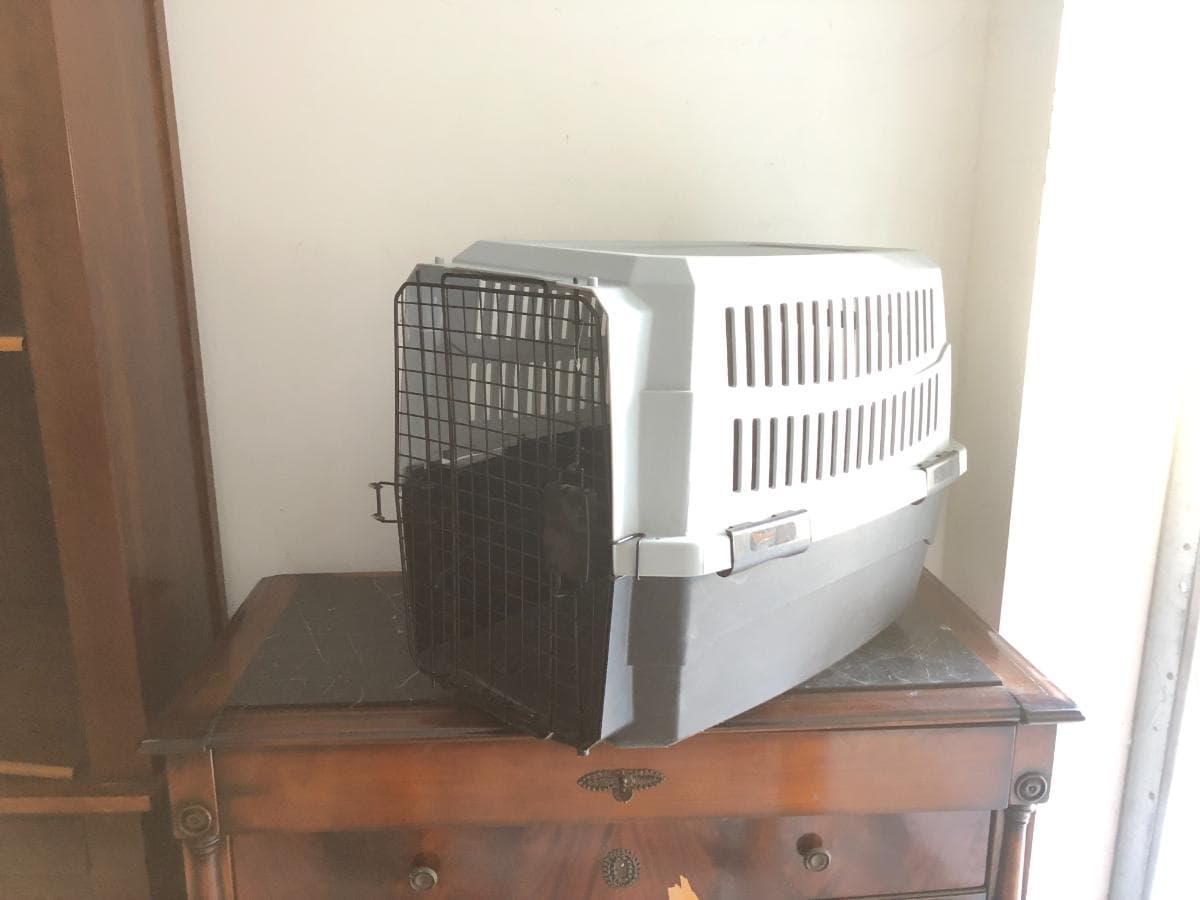 Transportadora Animais — imagem 3