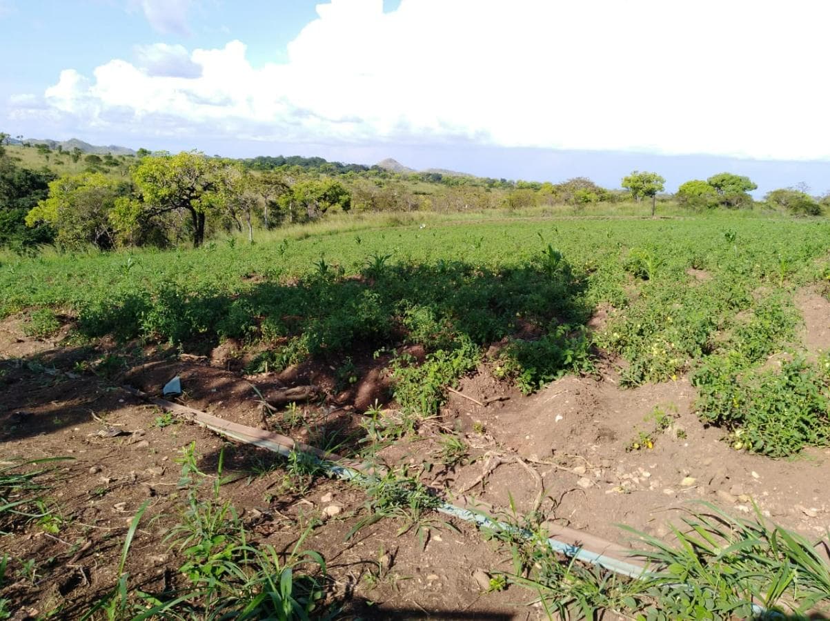 Fazenda Agropecuária | 362 ha · Lucala — imagen 3
