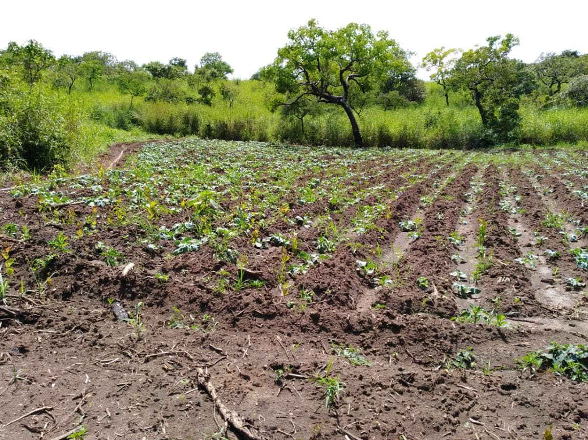 Fazenda Agropecuária | 362 ha · Lucala — imagen 6