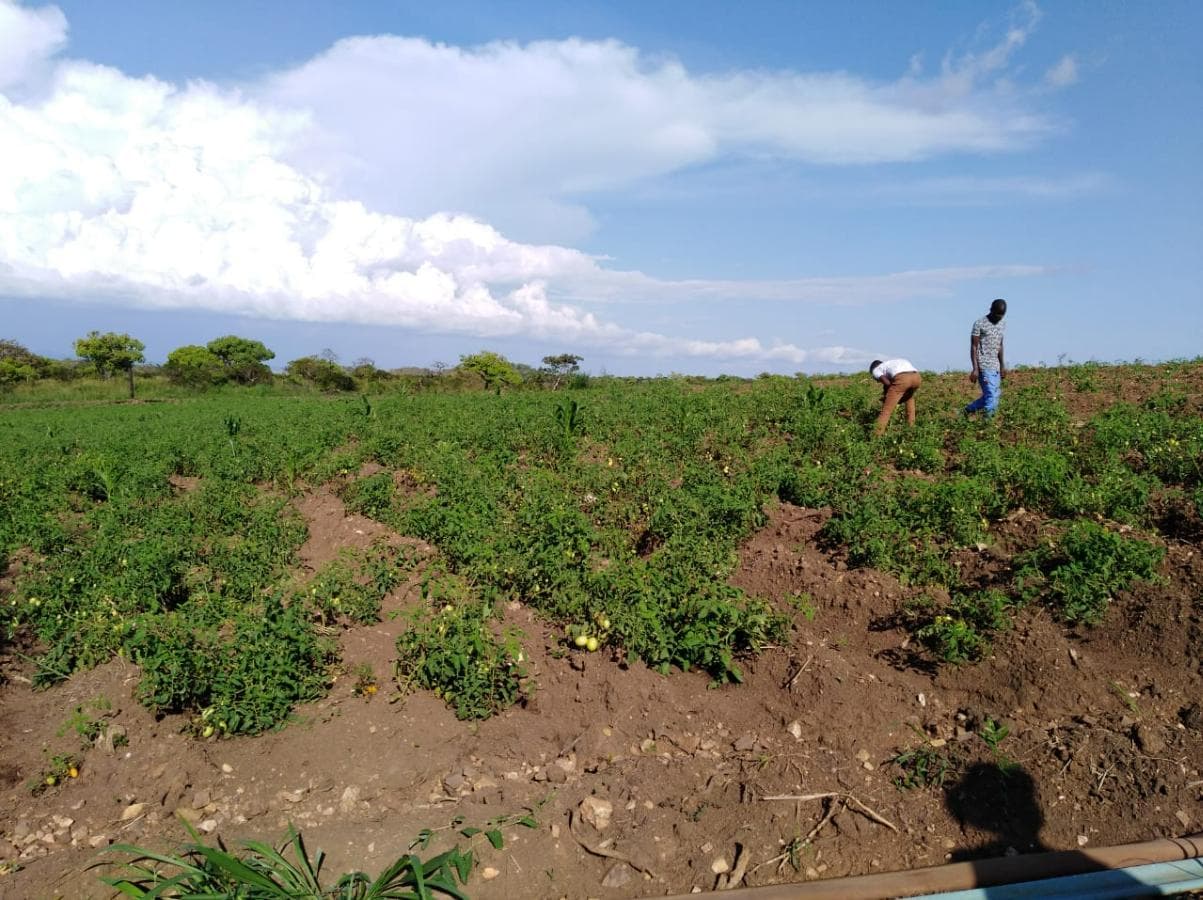Fazenda Agropecuária | 362 ha · Lucala — imagen 9