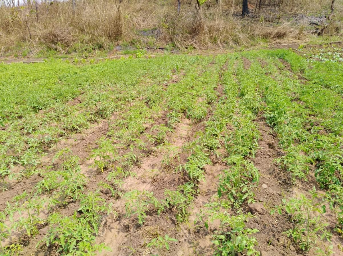 Fazenda Agropecuária | 362 ha · Lucala — imagen 4