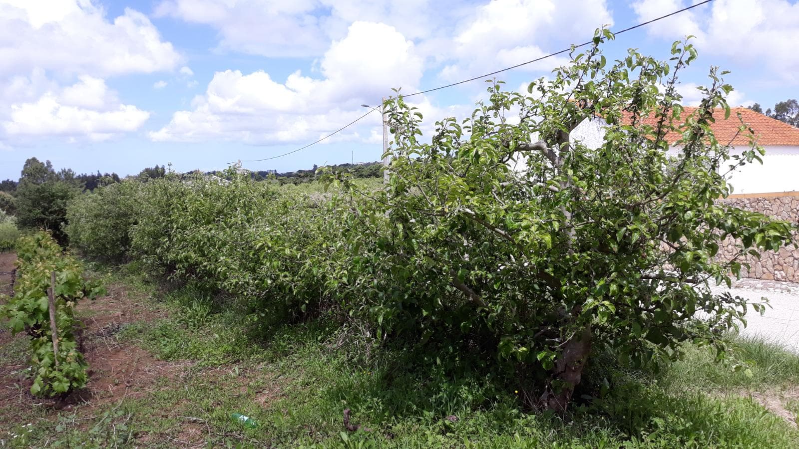 Quinhão Hereditário · Caldas da Rainha — imagem 3