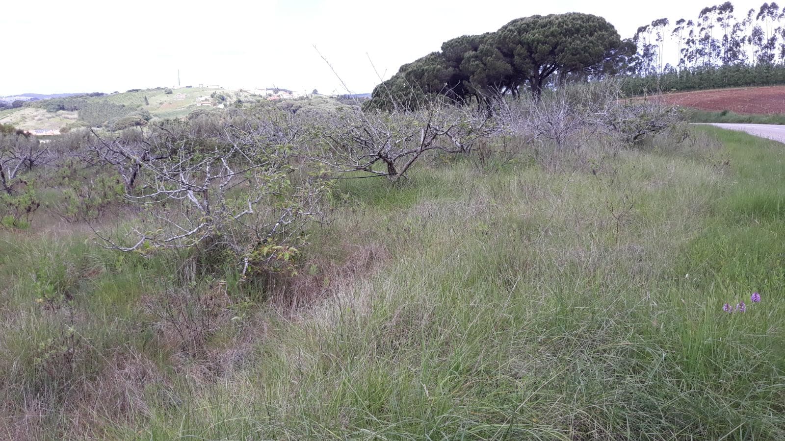 Quinhão Hereditário · Caldas da Rainha — imagem 11