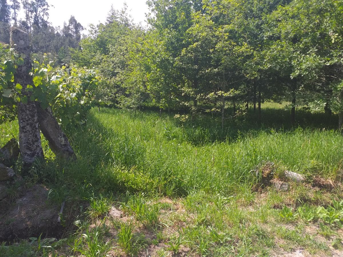 Terreno · Oliveira de Frades — imagem 1