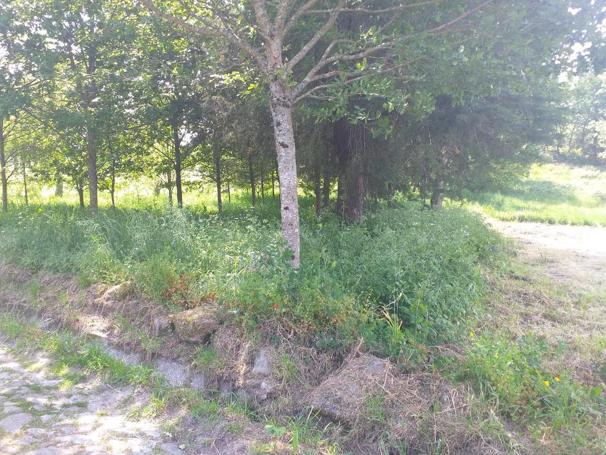 Terreno · Oliveira de Frades — imagem 4