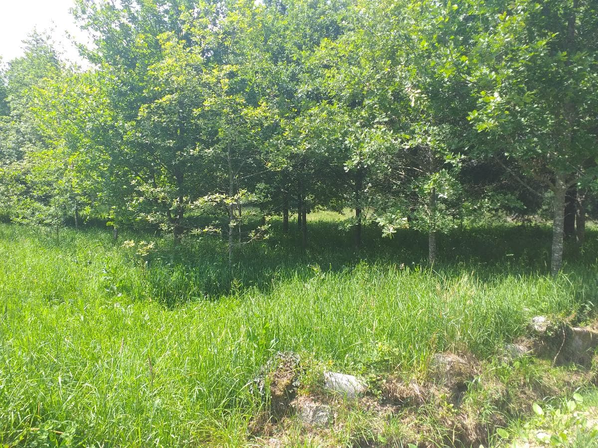 Terreno · Oliveira de Frades — imagem 5