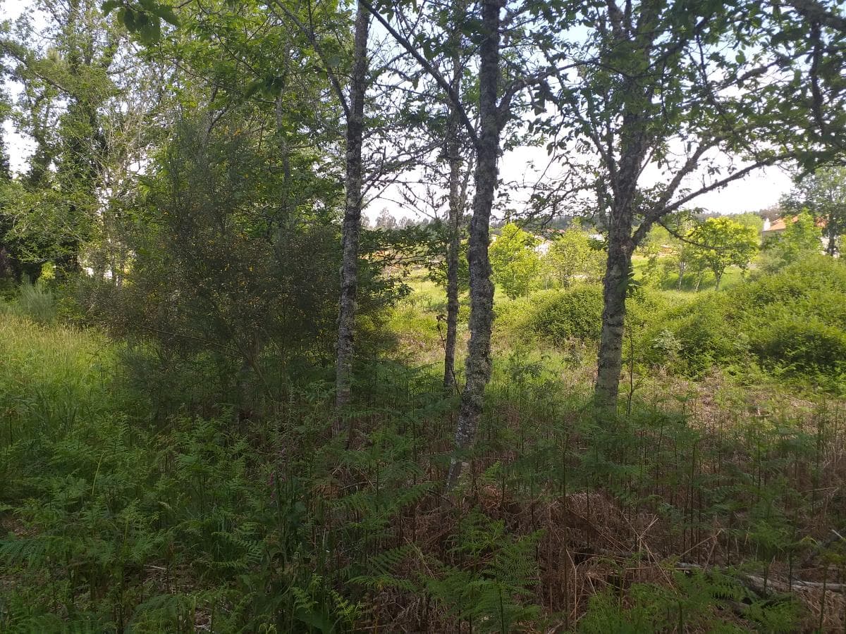Terreno · Oliveira de Frades