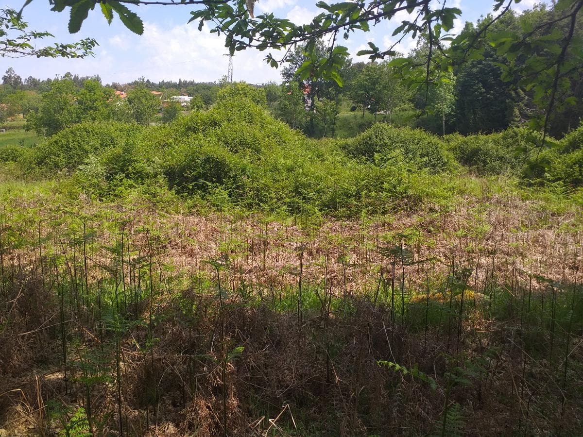 Terreno · Oliveira de Frades — imagem 5