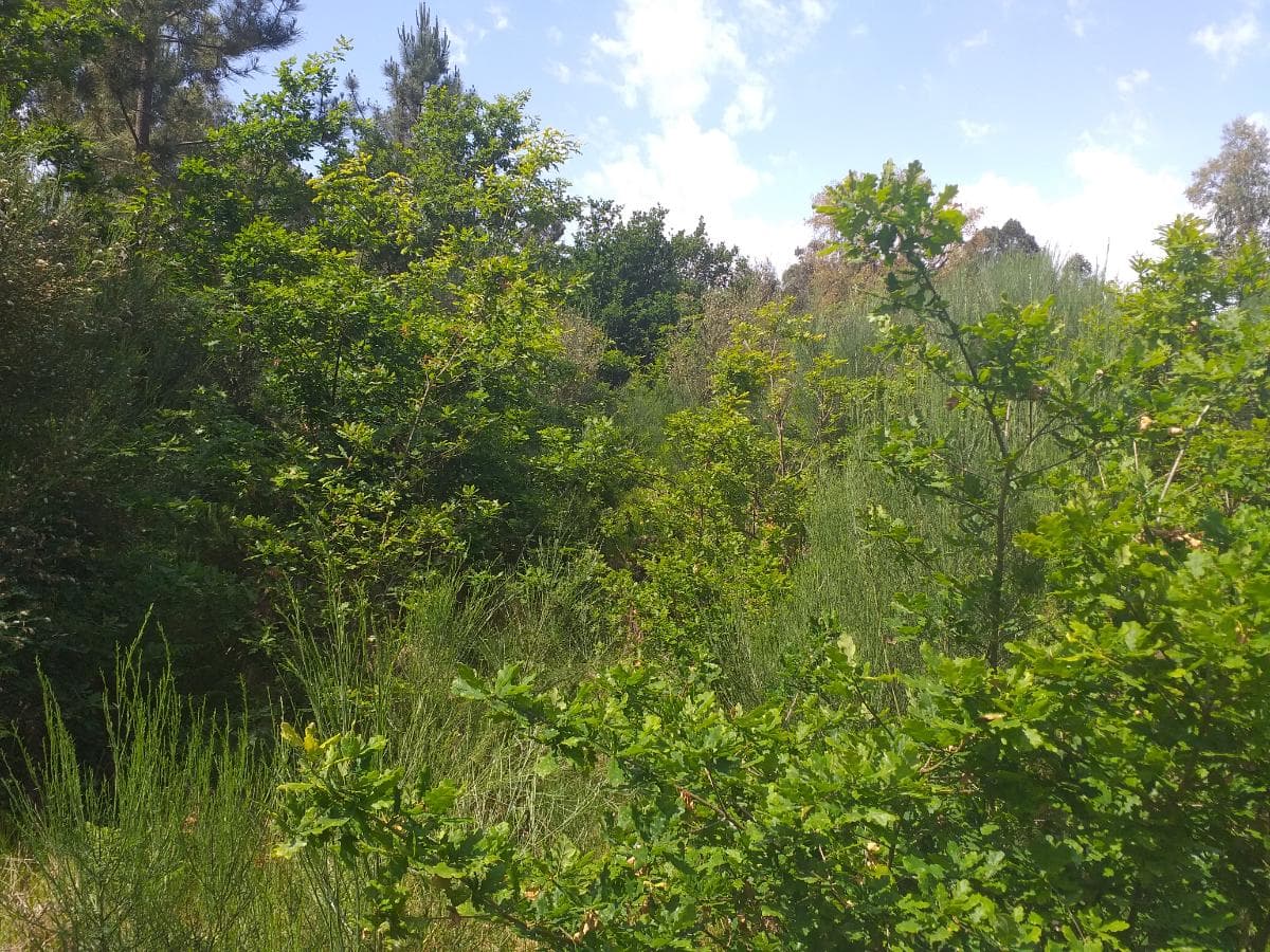 Terreno · Oliveira de Frades