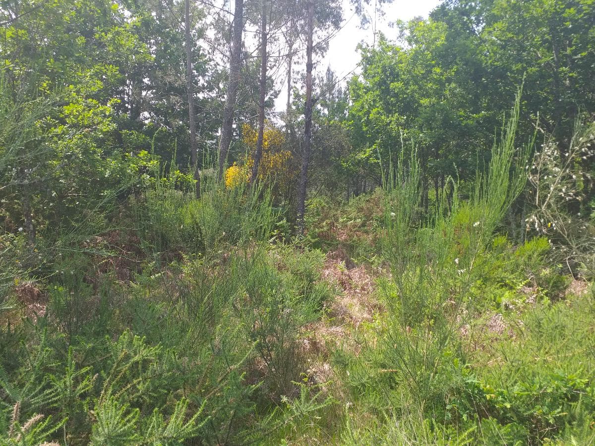 Terreno · Oliveira de Frades — image 3