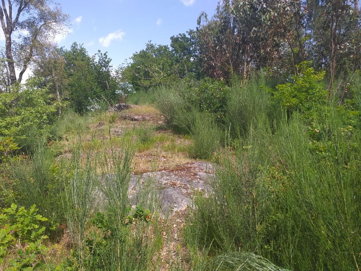 Terreno · Oliveira de Frades — image 4
