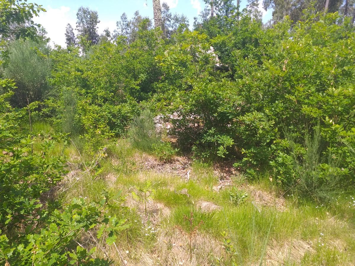 Terreno · Oliveira de Frades — image 5