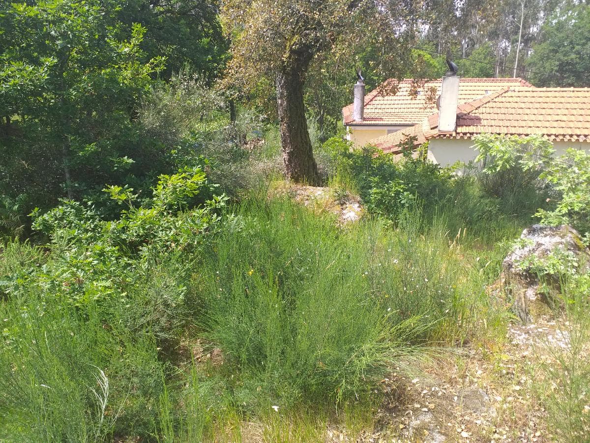 Terreno · Oliveira de Frades — image 6