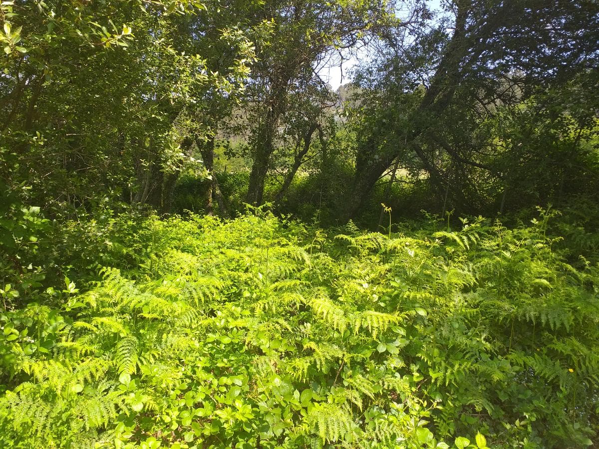 Terreno · Proporções de Terrenos · Oliveira de Frades