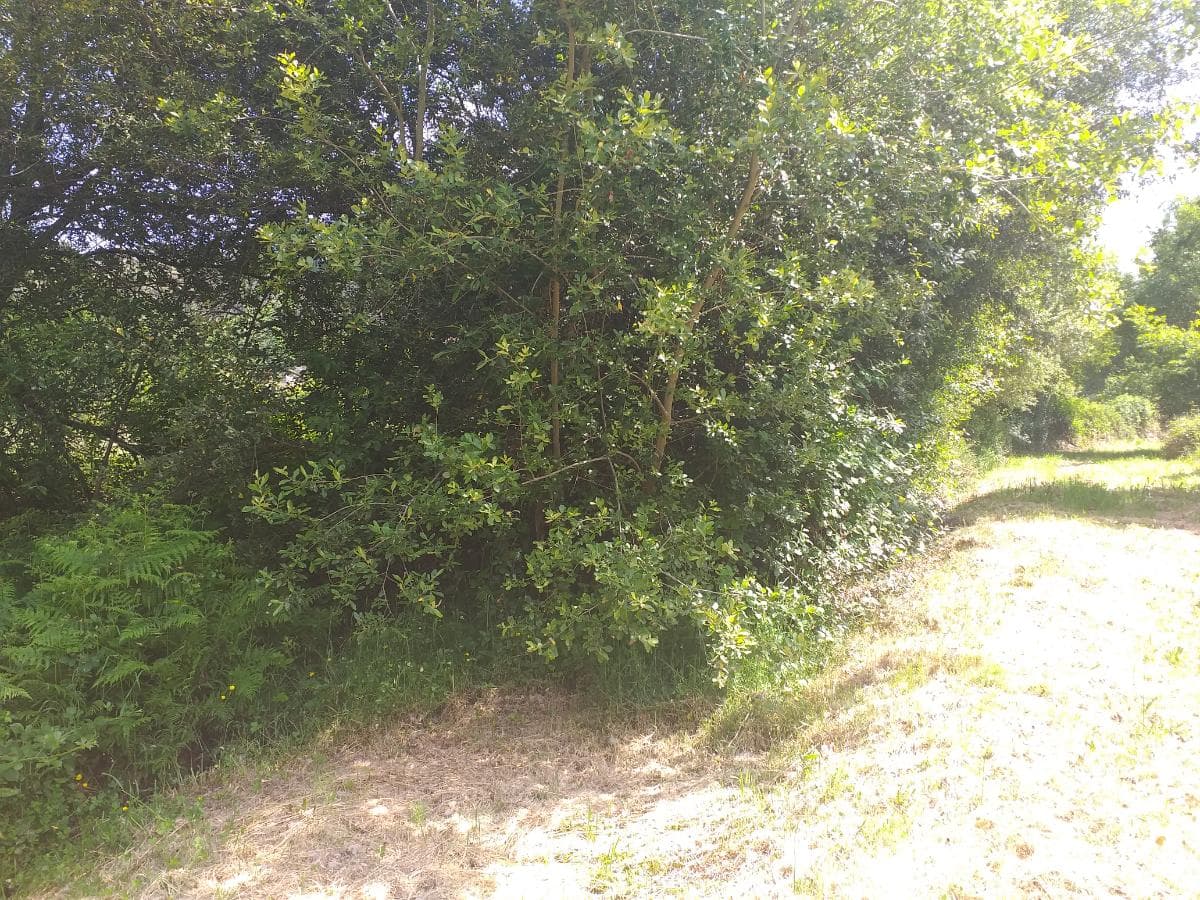 Terreno · Proporções de Terrenos · Oliveira de Frades — imagem 2