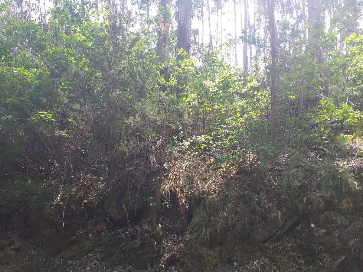 Terreno · Oliveira de Frades — imagem 2