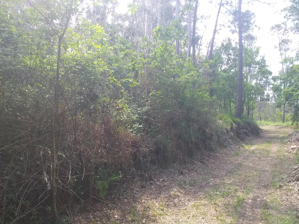 Terreno · Oliveira de Frades — imagem 3