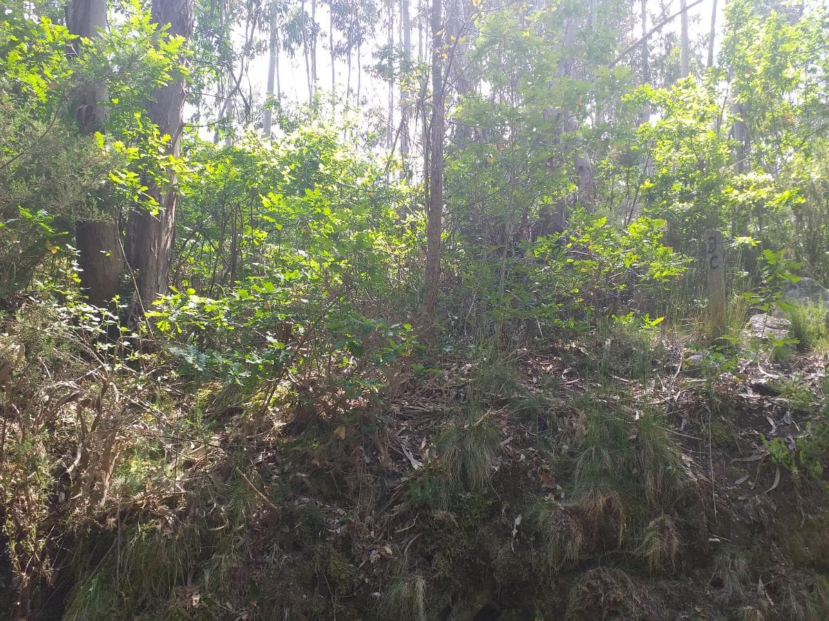 Terreno · Oliveira de Frades