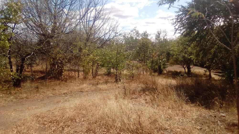 Infraestruturas em terreno de 2 Hectares e 362 metros · — imagem 5