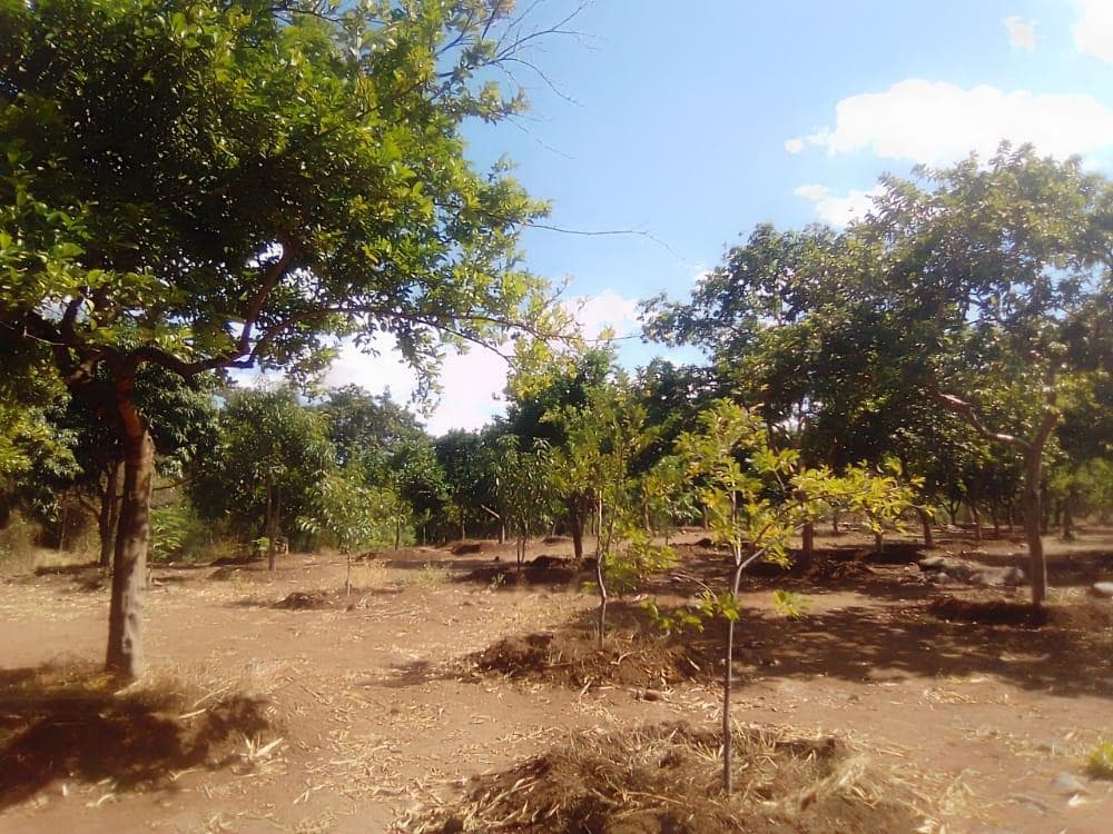 Infraestruturas em terreno de 30 Hectares · — imagem 19
