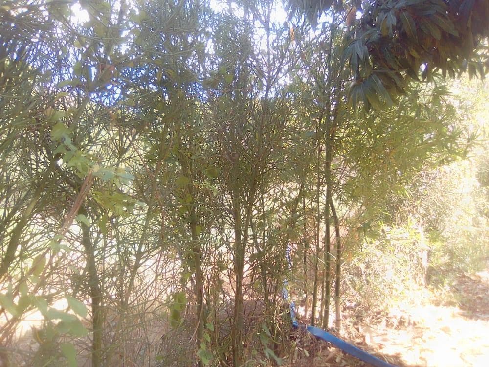 Infraestruturas em terreno de 30 Hectares · — imagem 22