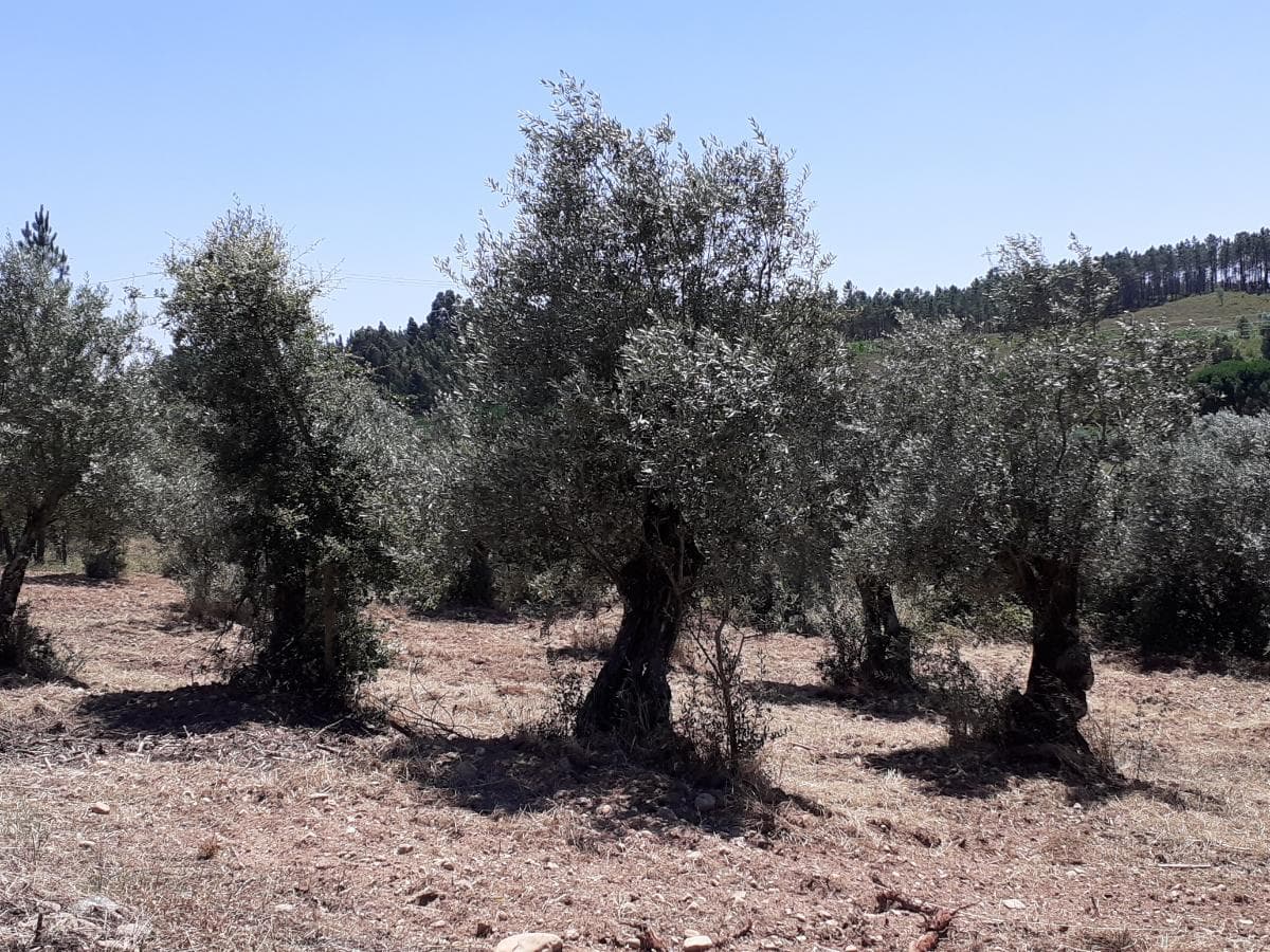 Quinhão Hereditário · Abrantes — imagem 4