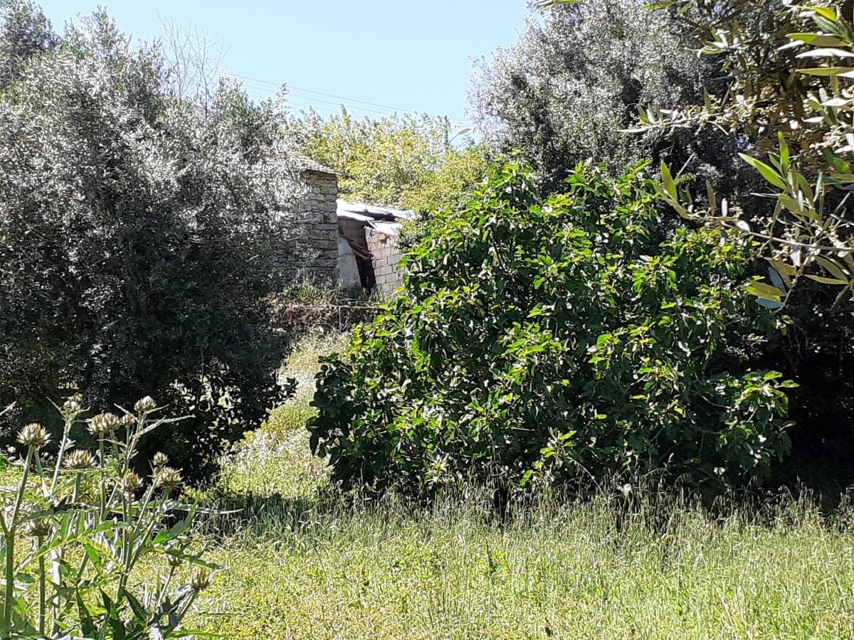 Moradia em Ruínas c/ Terreno · Tomar — imagem 4
