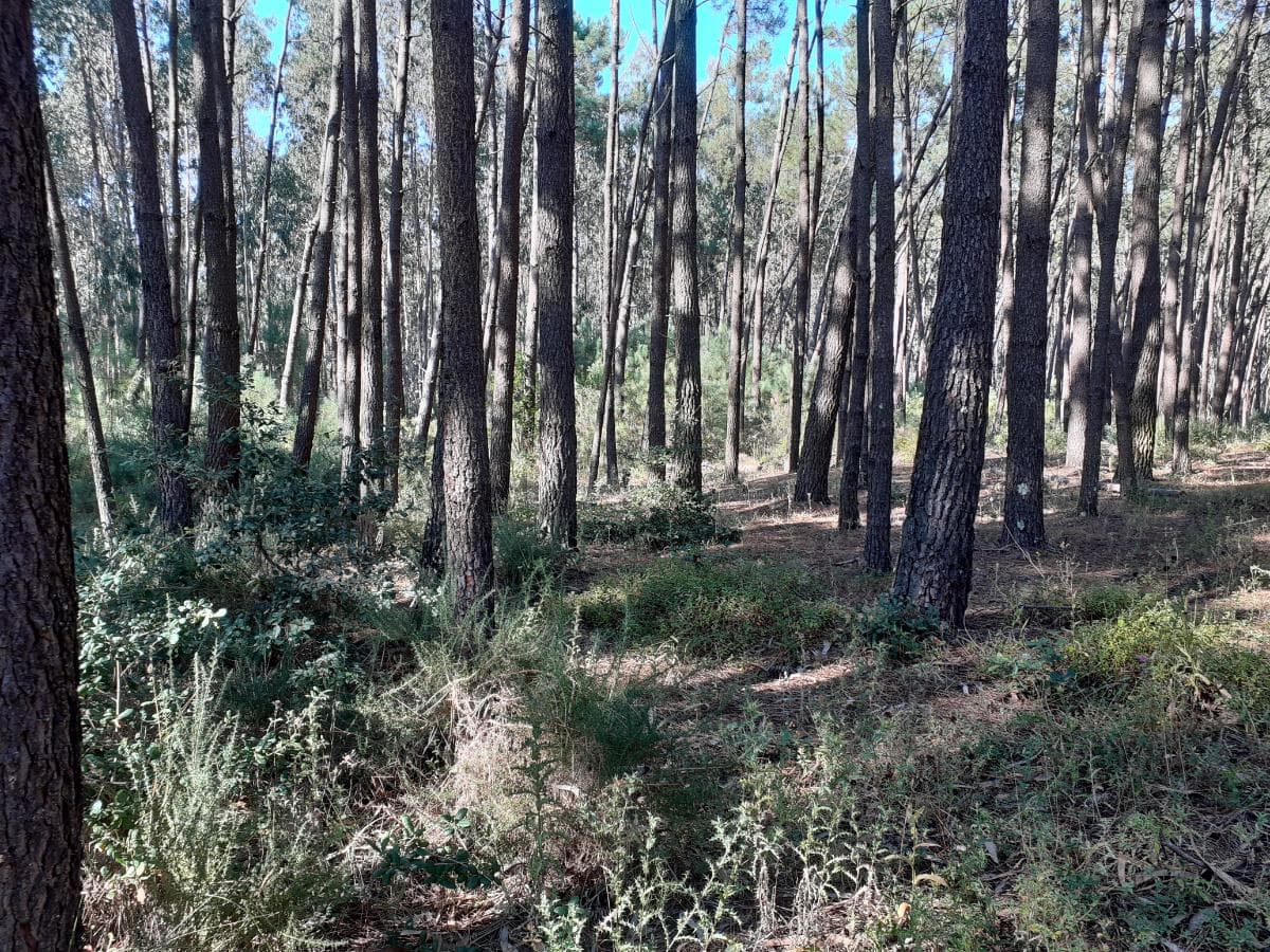 1/2 de Terreno · Leiria — imagen 2