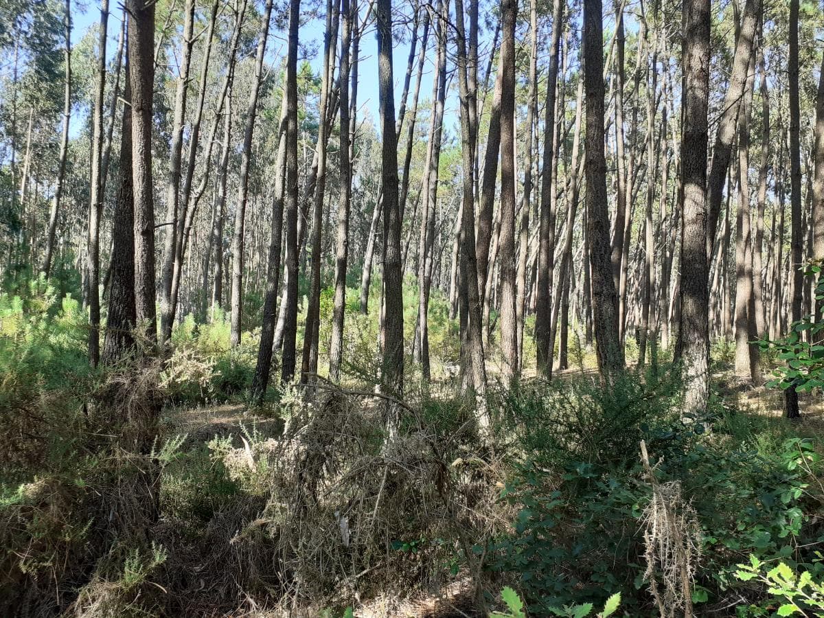 1/2 de Terreno · Leiria — imagen 3