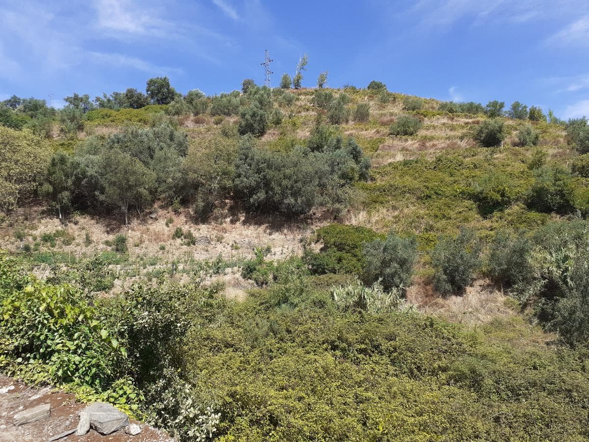 Moradia c/ Terreno de 3 Ha  · Lamego — imagen 9