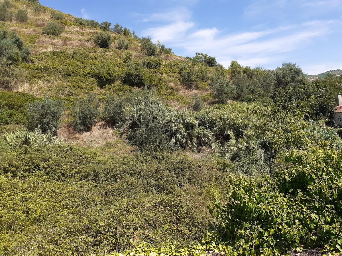 Moradia c/ Terreno de 3 Ha  · Lamego — imagen 5