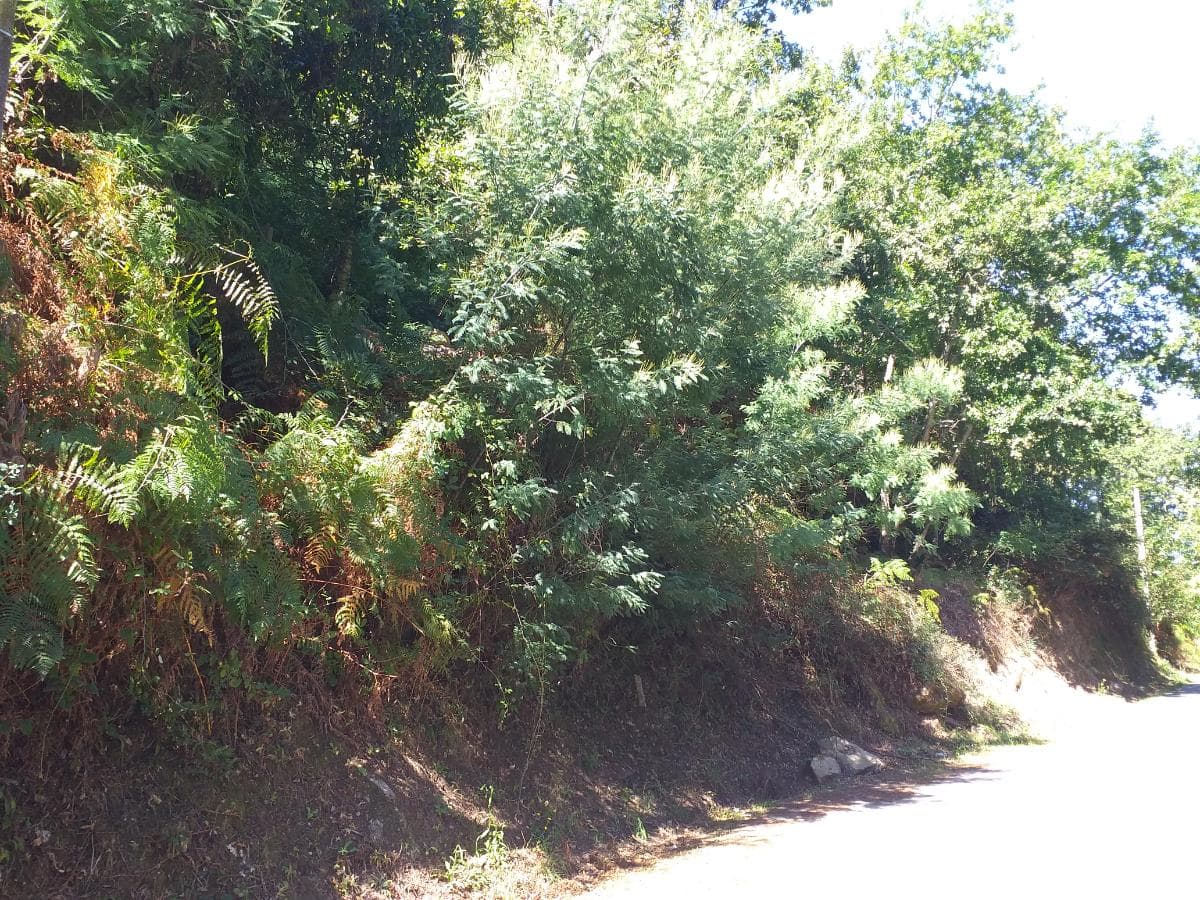 Terrenos · Cinfães — imagem 7