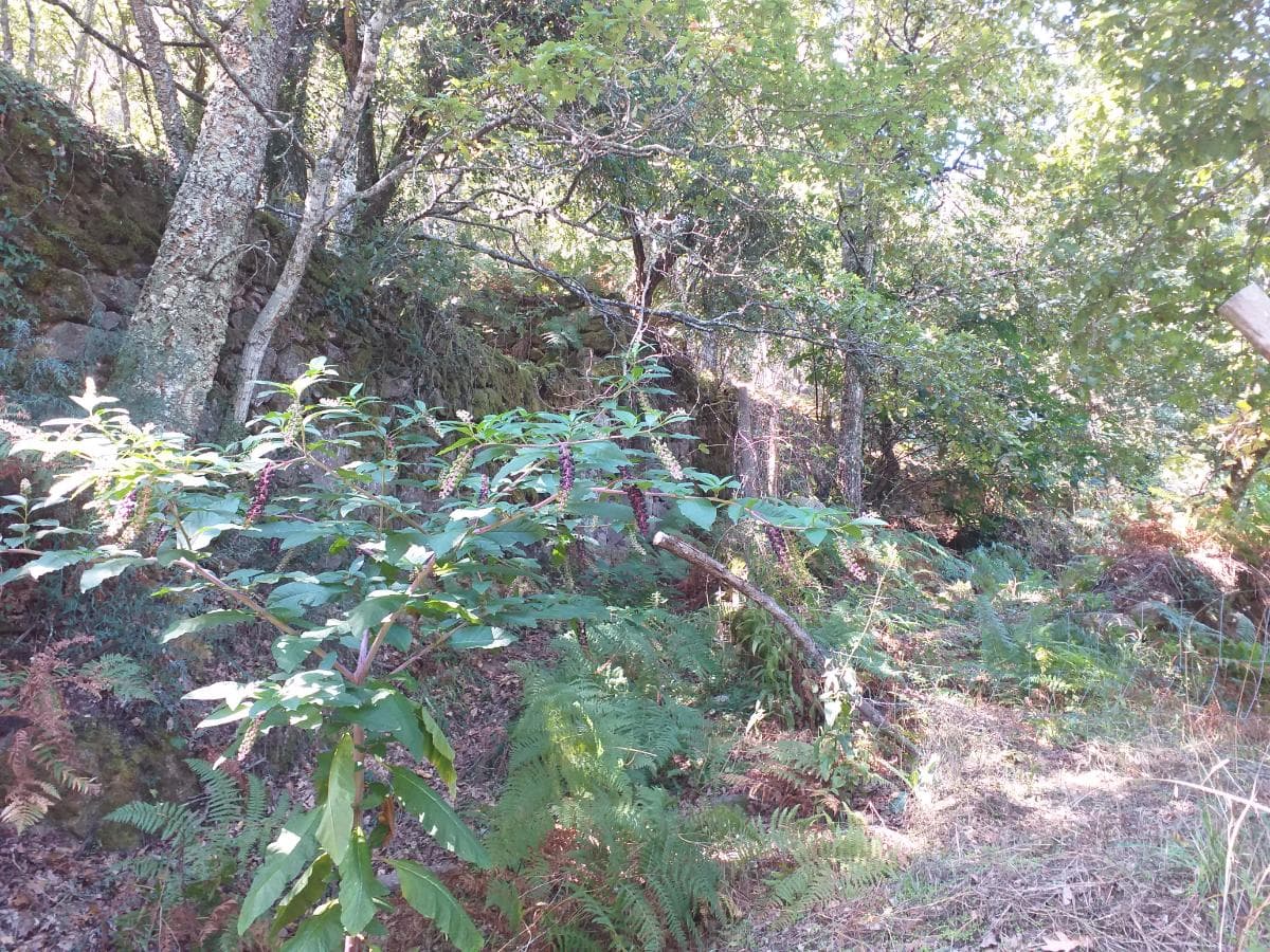 Terrenos · Cinfães — imagem 9