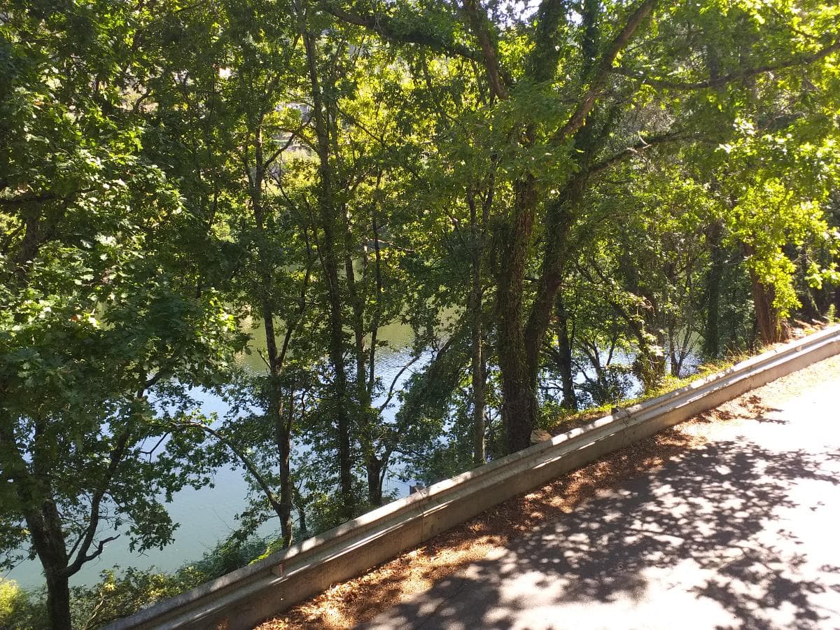 Terrenos · Cinfães — imagem 13