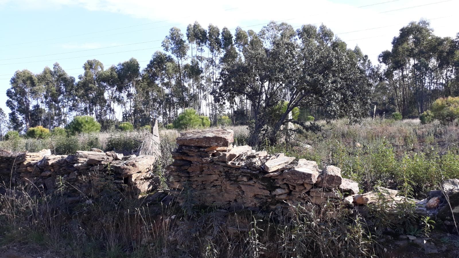 Terreno · Vila Velha de Ródão, Castelo Branco — imagem 3