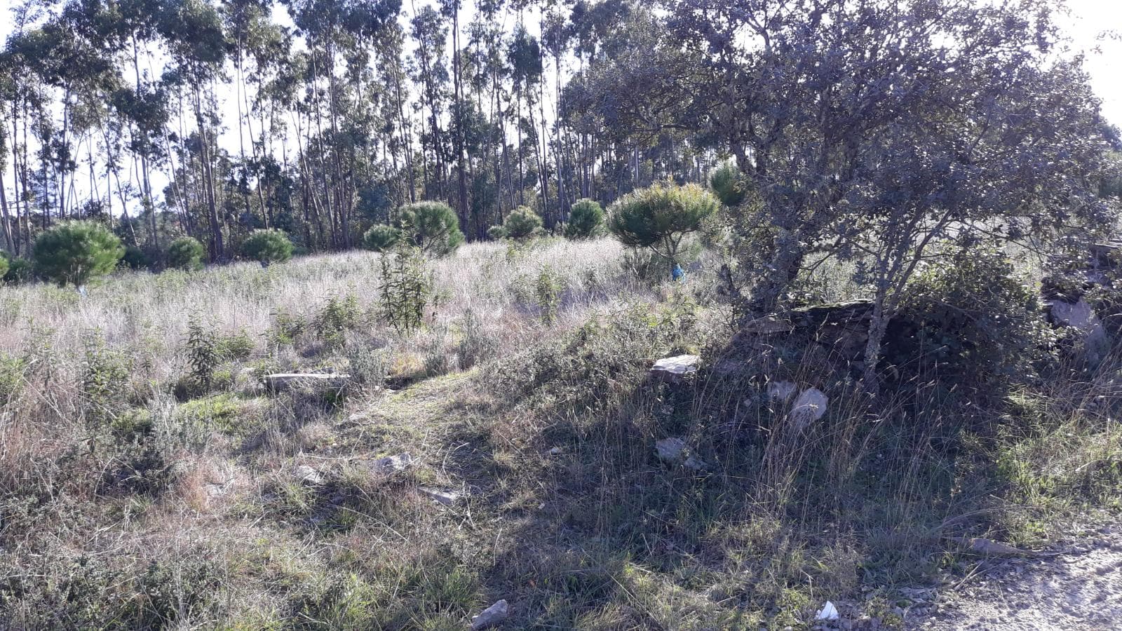 Terreno · Vila Velha de Ródão, Castelo Branco — imagem 7