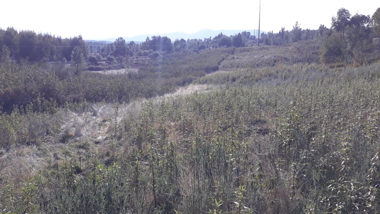 Terrenos · Vila Velha de Ródão, Castelo Branco — image 3