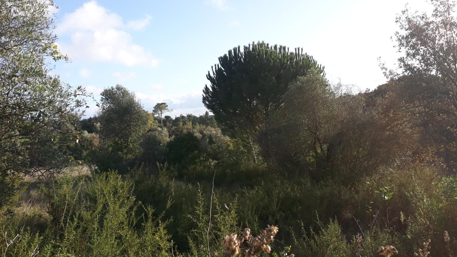 Quinhão Hereditário · Santarém — imagen 16