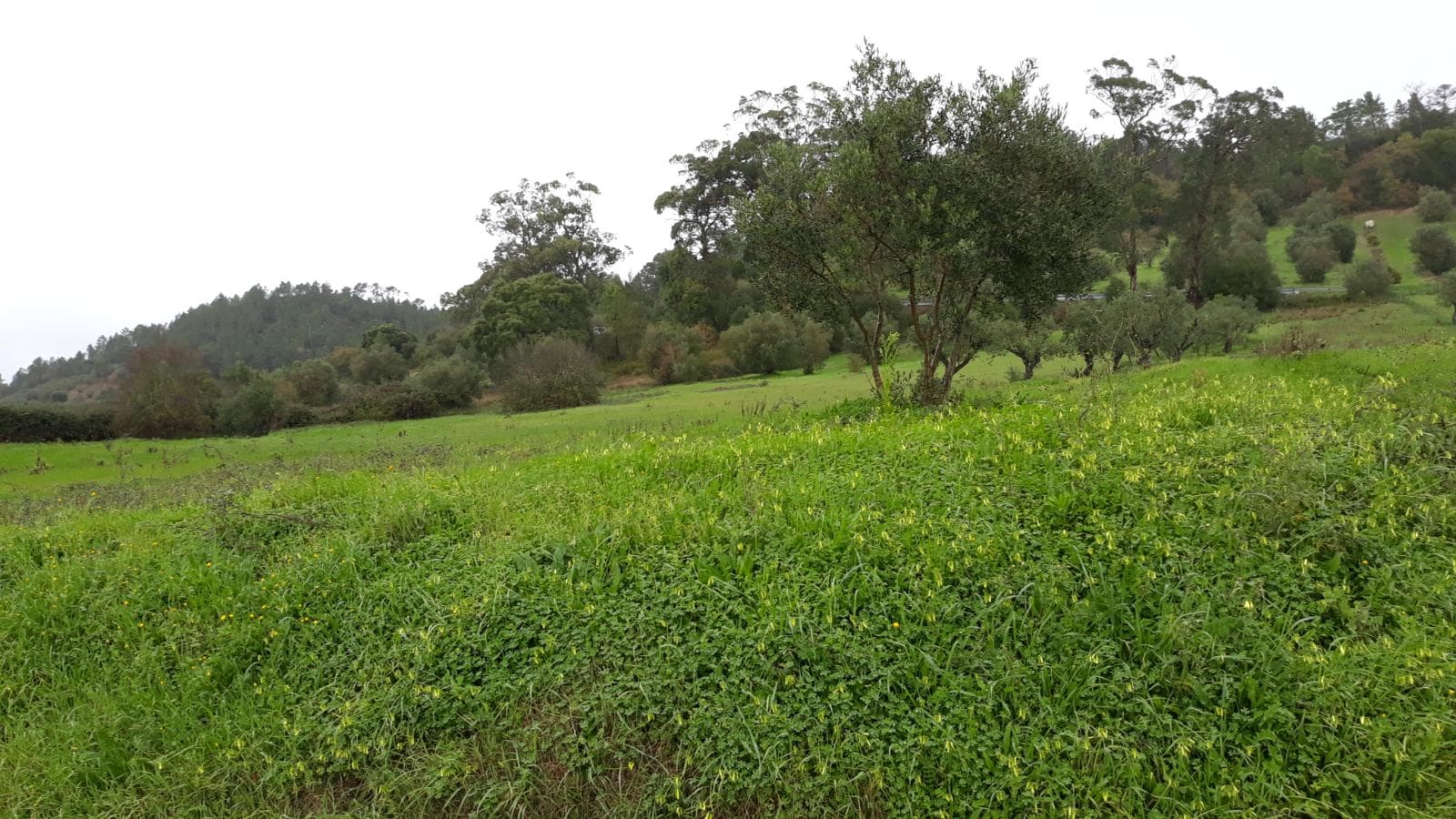 Quinhão Hereditário · Santarém — imagen 8