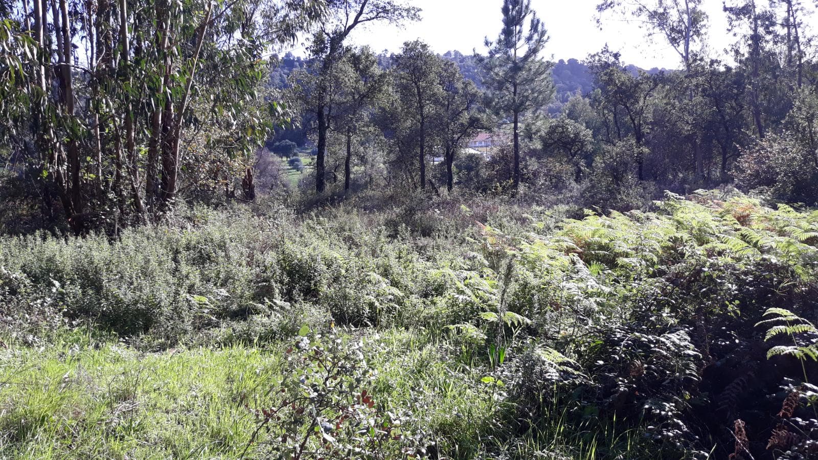 Quinhão Hereditário · Santarém — imagen 19