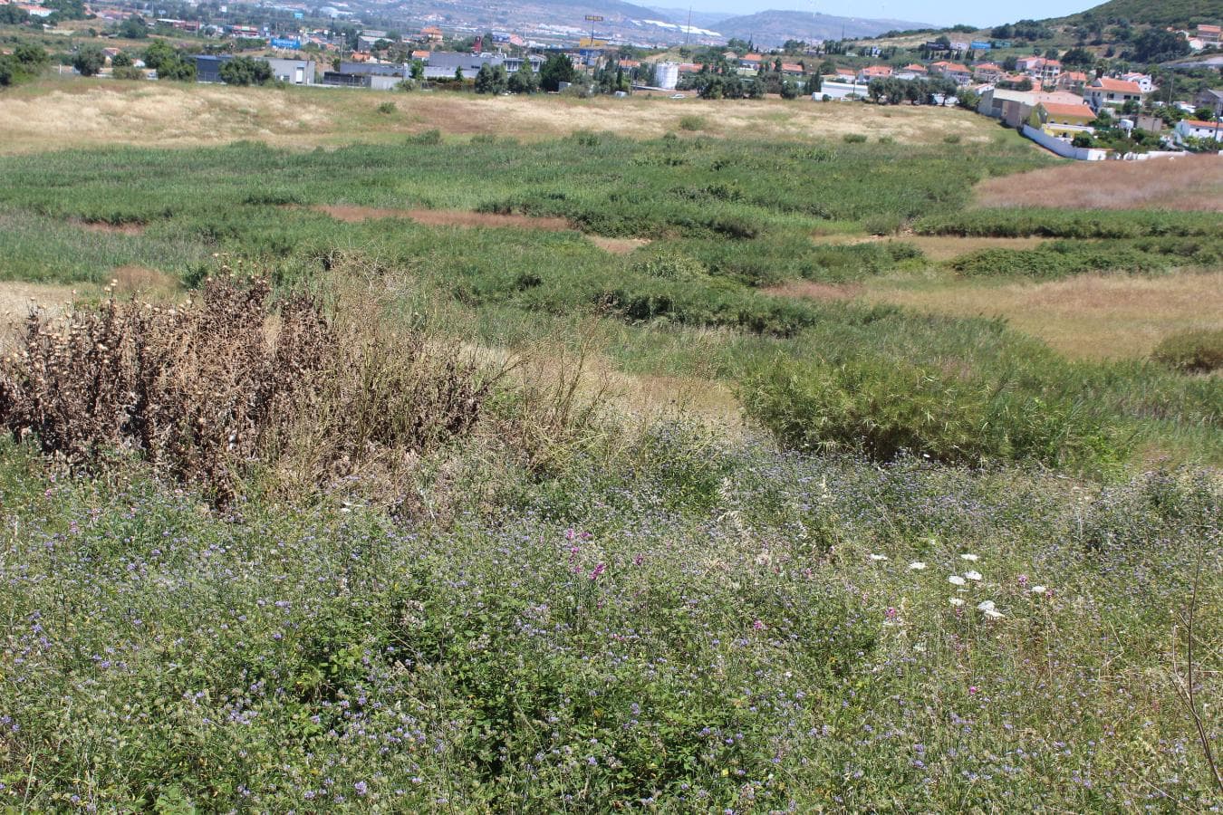 Terreno c/ 5,6 ha · Loures — imagen 10