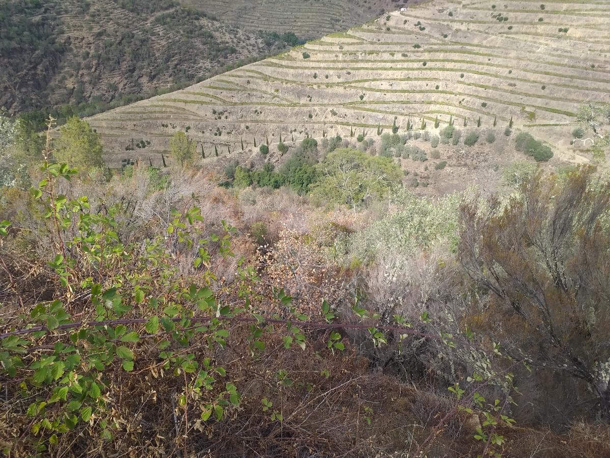 Terreno com 4,49 ha · Tabuaço — imagen 6